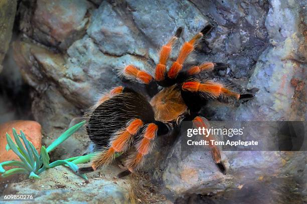 mexican redknee tarantula - mexican redknee tarantula stock pictures, royalty-free photos & images