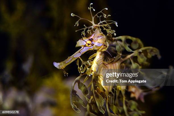 leafy seadragon - sea dragon stock pictures, royalty-free photos & images