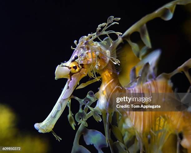 leafy seadragon - leafy seadragons fotografías e imágenes de stock