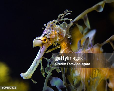 Leafy seadragon Leafy seadragon