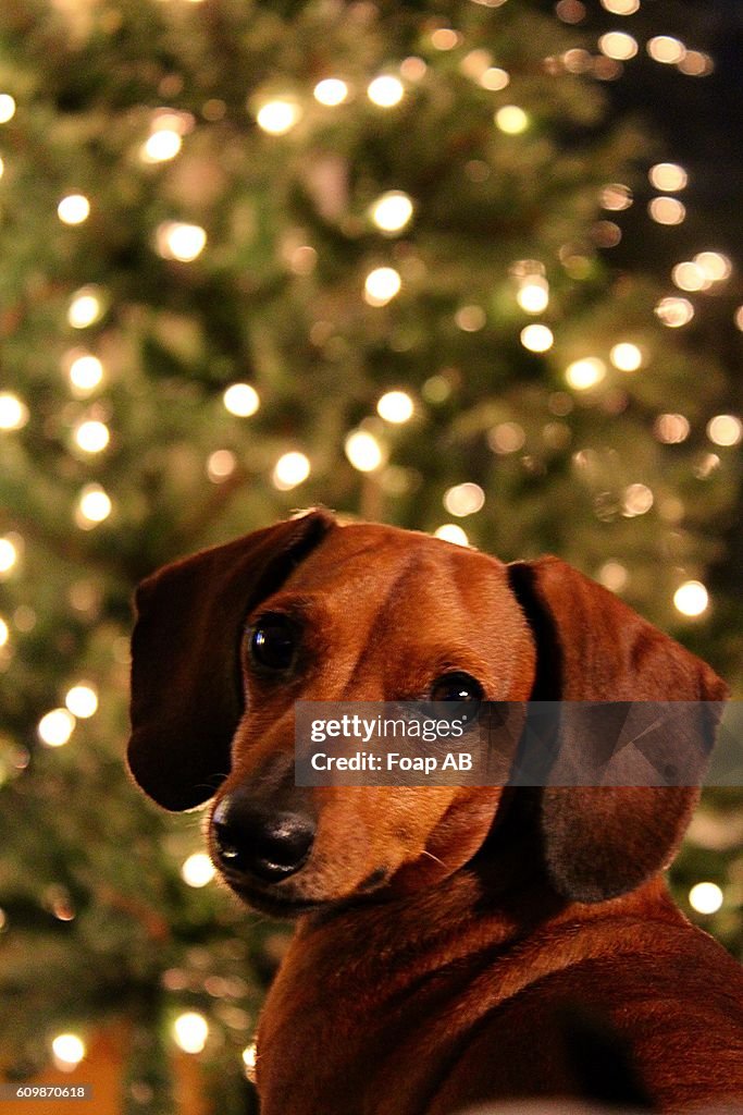 Close-up of a Dog in front of a lit christmas tree