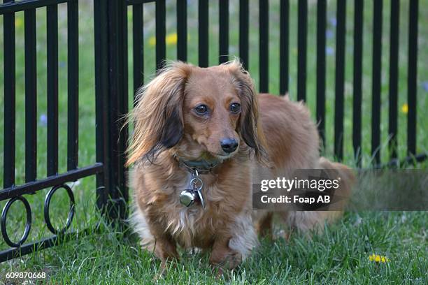 portrait of a dog near fence in yard - long haired dachshund fotografías e imágenes de stock