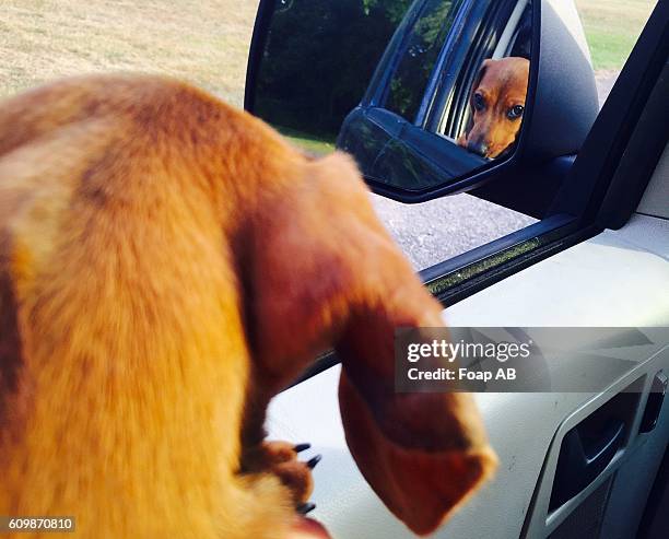 Dog Rear View Mirror 36 Dog Rear View Mirror Stock Photos, High-Res Pictures, and Images ...