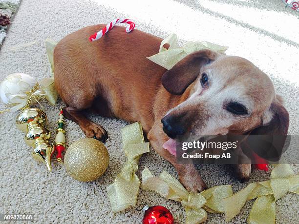 a dachshund with christmas ornaments - dog knot picture stock pictures, royalty-free photos & images