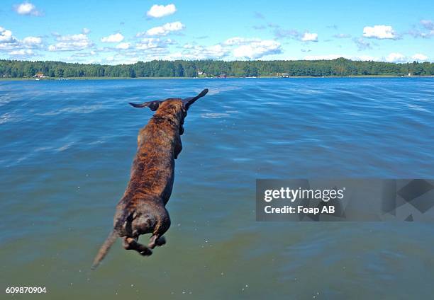 dog jumping over the blue water - stockholm beach stock pictures, royalty-free photos & images