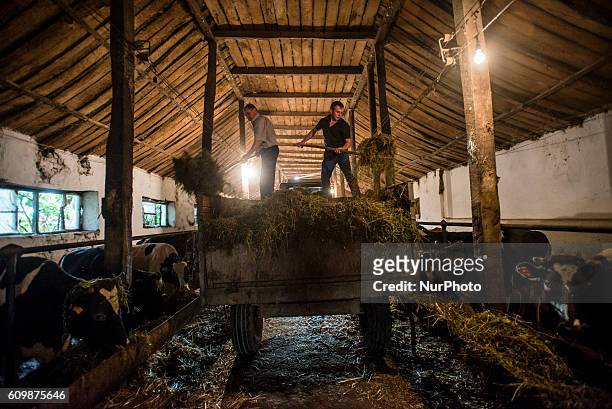 Workers feed cows hay at cowsheds of the Nikitin Kolkhoz, Ivanovka village, Azerbaijan. Ivanovka is a village with mainly Russian population which...