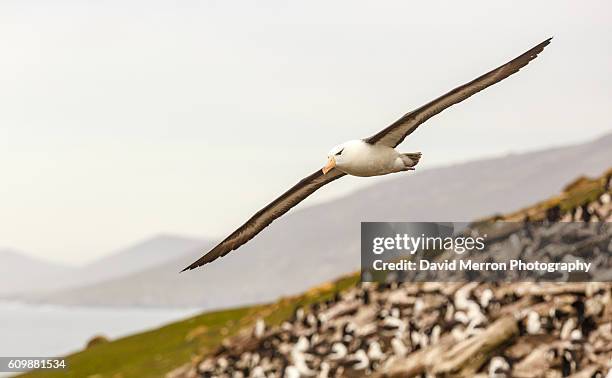 soaring - albatross stock pictures, royalty-free photos & images