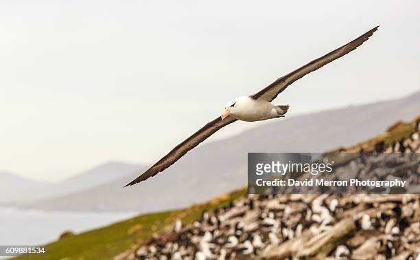 soaring - albatros - fotografias e filmes do acervo