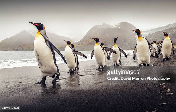kings marching - king penguin stockfoto's en -beelden