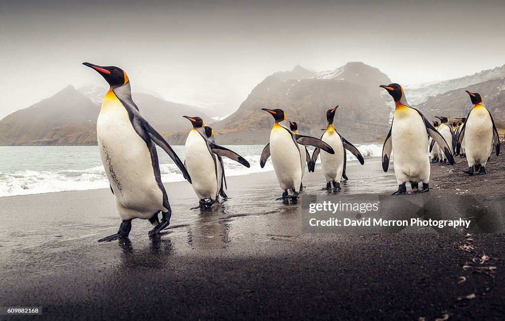 Kings Marching