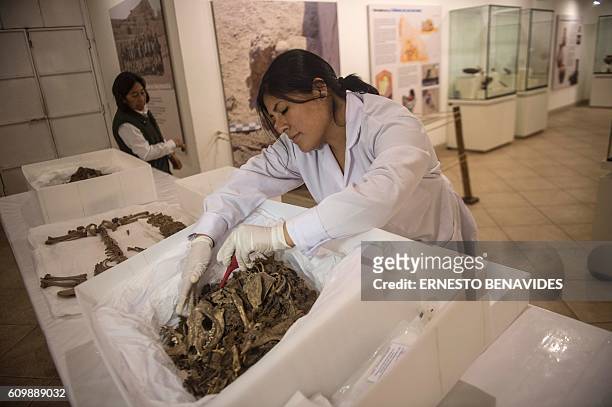An archaeologist works on remains of dogs and guinea pigs found in one of the archaeologist sites of the "Parque de las Leyendas" zoo in Lima on...