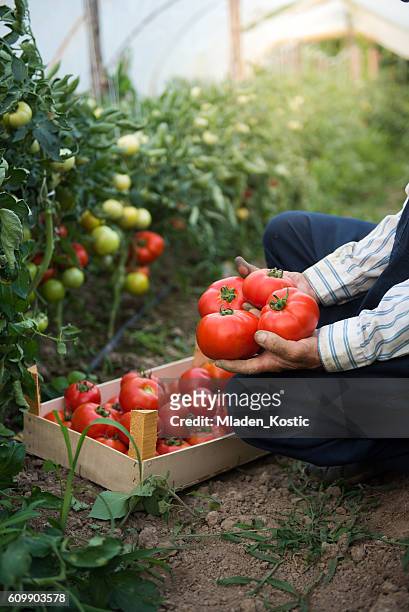 man putting tomatoes from garden in a wooden crate - 蕃茄 個照片及圖片檔