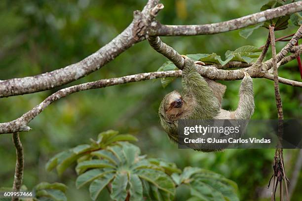 three-toed sloth (bradypus variegatus) on cecropia tree - three toed sloth fotografías e imágenes de stock