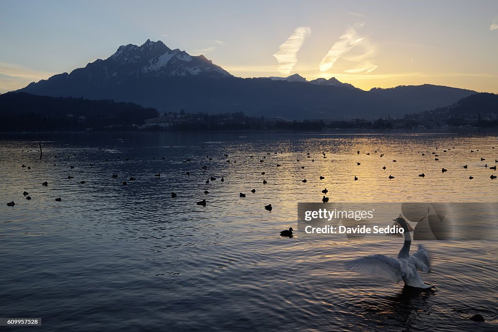 Swan in lake Lucerne