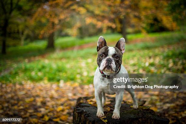a french bulldog standing in an autumnal setting - フレンチブルドッグ ストックフォトと画像