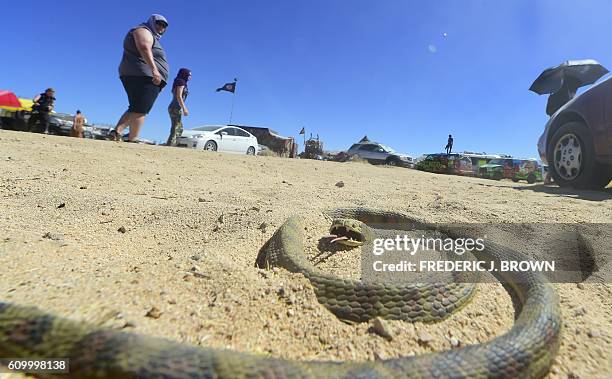 Rubber snake lays in the sand as festival goers attend day two of Wasteland Weekend in the high desert community of California City in the Mojave...