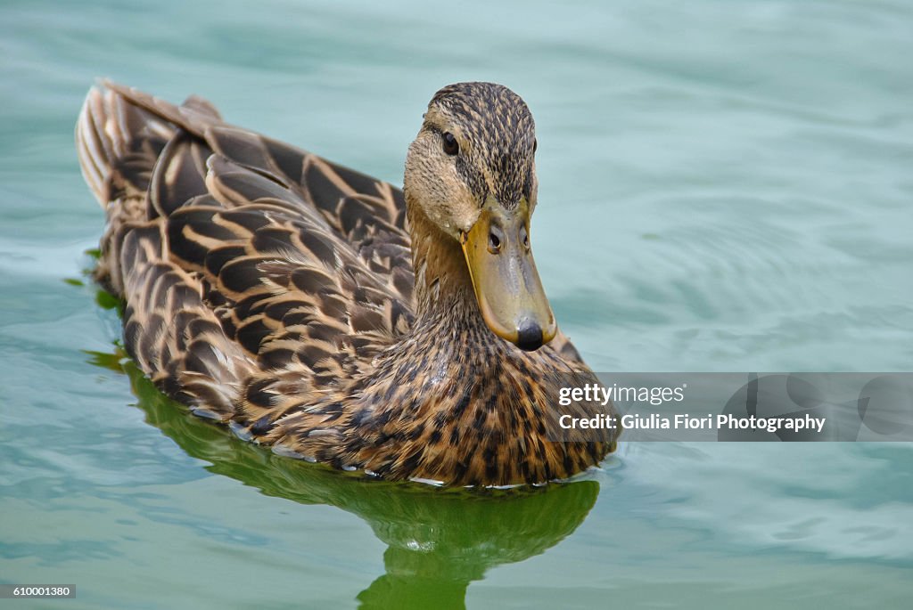 Mallard in a lake