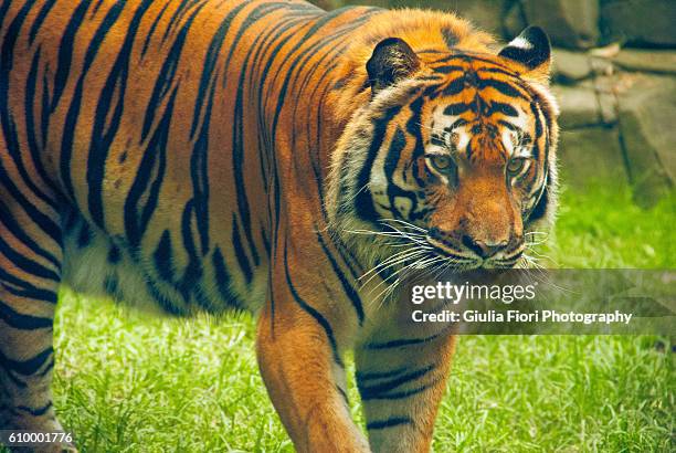 bengal tiger at chapultepec park, mexico city - chapultepec park - fotografias e filmes do acervo