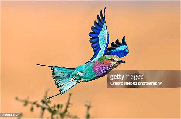 lilac breasted roller in flight.(flight into golden hour) - east africa photos et images de collection