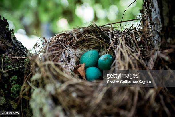 abandoned nest - blue cardinal bird stock pictures, royalty-free photos & images