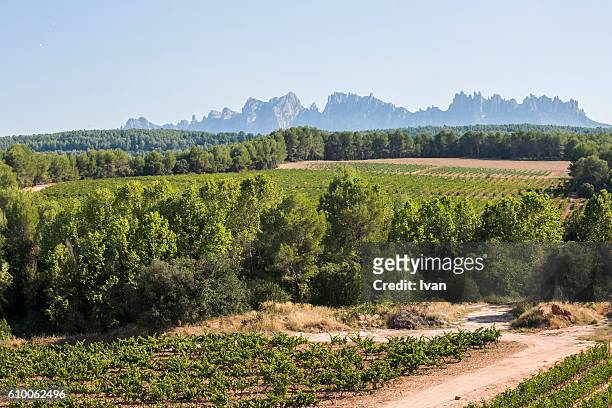vineyards in la rioja, alava, rioja and basque country, spain, europe. - rioja stock-fotos und bilder