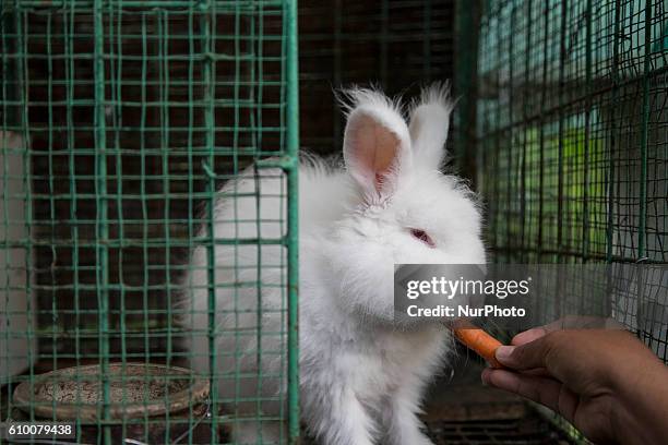 Rabbit Village Photos and Premium High Res Pictures - Getty Images