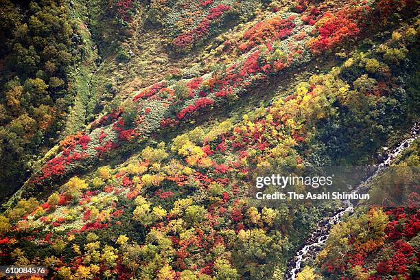 In this aerial image, the first fall colors of the year grace Mount Kurodake on September 22, 2016 in Kamikawa, Hokkaido, Japan. The leaves of rowan...