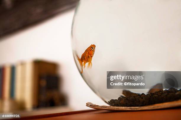 fish on a fishtank - home aquarium stock pictures, royalty-free photos & images