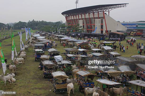 Hundreds of participants gathered to follow the Ox Carts Festival at Bantul, Yogyakarta Province, Java, Indonesia on September 24, 2016. The ox cart...