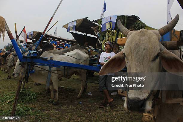 Hundreds of participants gathered to follow the Ox Carts Festival at Bantul, Yogyakarta Province, Java, Indonesia on September 24, 2016. The ox cart...