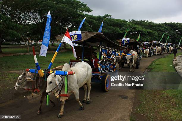 Participants follow the parade during the Ox Carts Festival at Bantul, Yogyakarta Province, Java, Indonesia on September 24, 2016. The ox cart...