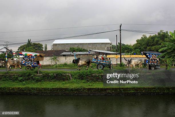 Participants follow the parade during the Ox Carts Festival at Bantul, Yogyakarta Province, Java, Indonesia on September 24, 2016. The ox cart...