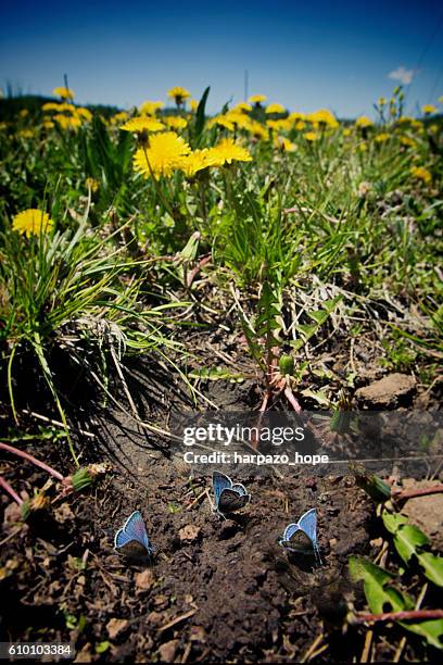 dandelions and butterflies - grupo pequeño de animales fotografías e imágenes de stock