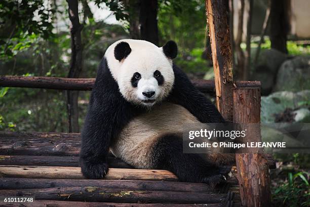 giant panda - pandya stock pictures, royalty-free photos & images