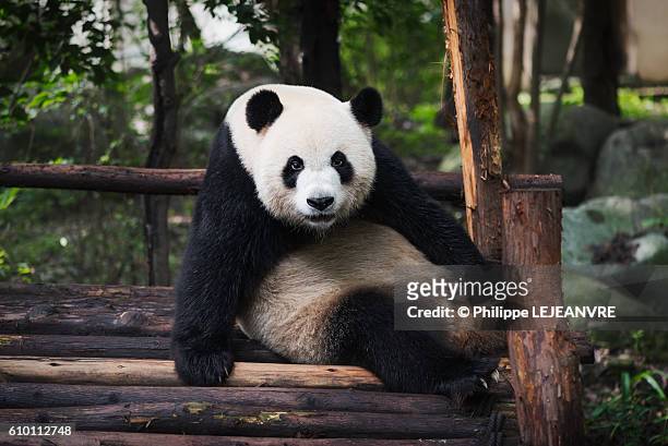 giant panda - giant panda bildbanksfoton och bilder