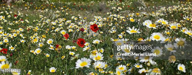 common poppy among marguerites - struikmargriet stockfoto's en -beelden