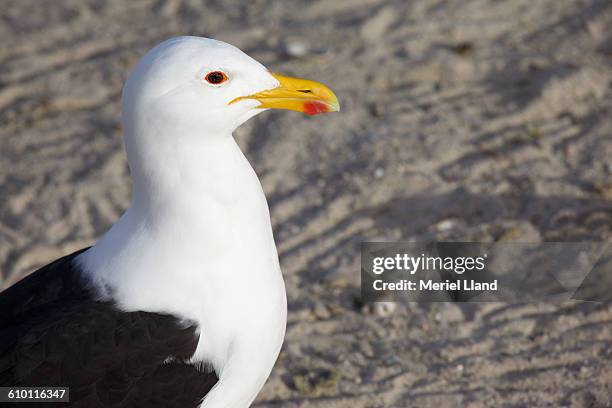 kelp gull portrait - kelp gull stock pictures, royalty-free photos & images