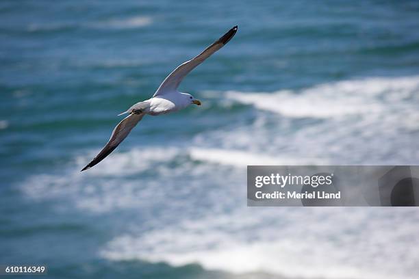 kelp gull over waves - kelp gull stock pictures, royalty-free photos & images
