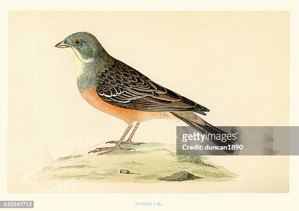 ilustraciones, imágenes clip art, dibujos animados e iconos de stock de historia natural - aves - empavesado de ortolán - bunt