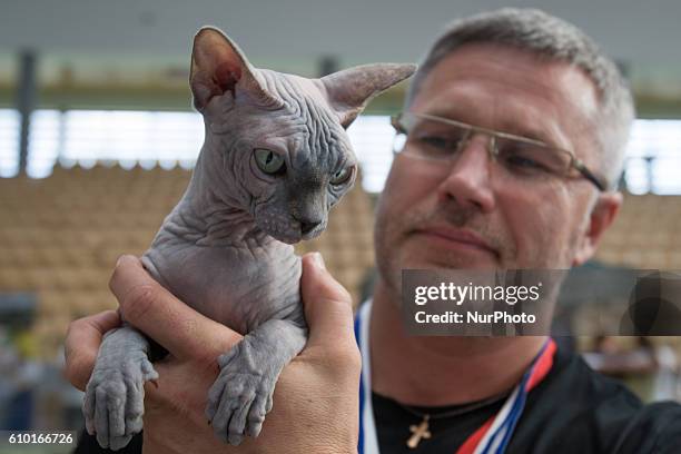 Canadain Sphynx cat at the show in Hala Lucznicka, Bydgoszcz, Poland on September 24 2016. Cats compete for prizes which in turn makes it possible...