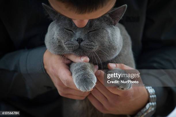 People and their cats can be seen attending the International Cat Show in Hala Lucznicka, Bydgoszcz, Poland on September 24 2016. Cats compete for...