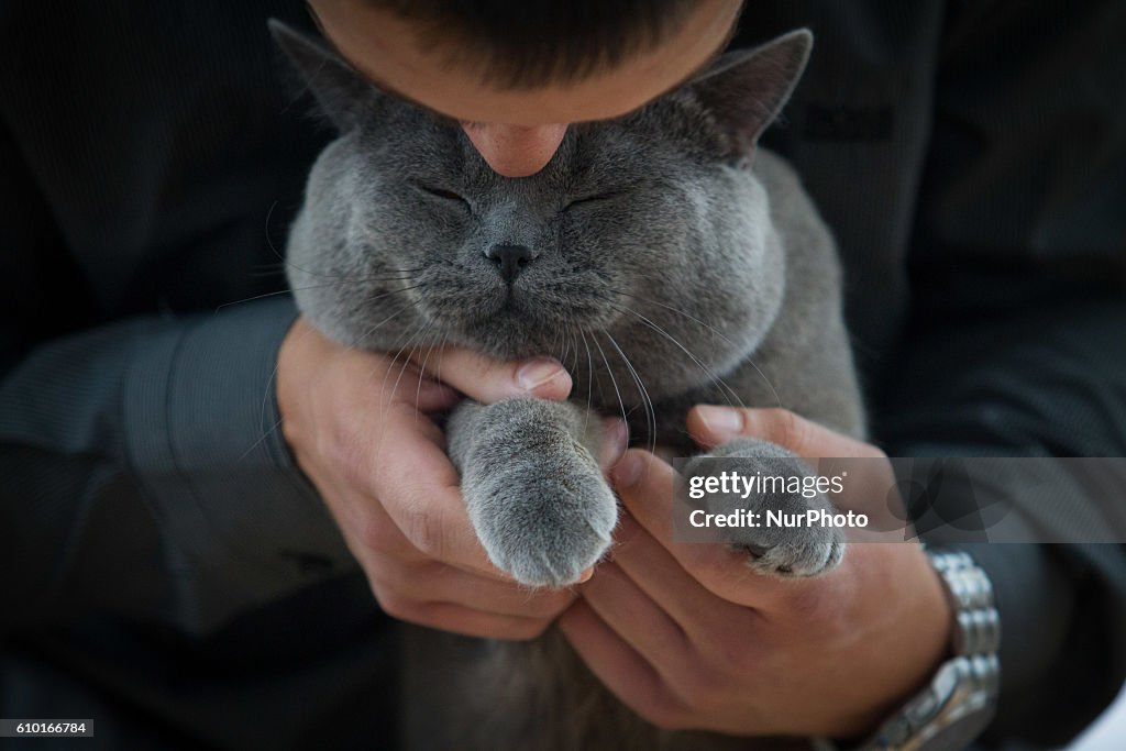 International Cat Show in  Bydgoszcz