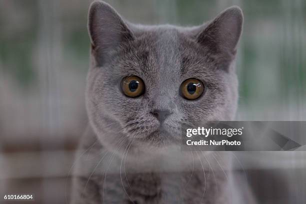 People and their cats can be seen attending the International Cat Show in Hala Lucznicka, Bydgoszcz, Poland on September 24 2016. Cats compete for...