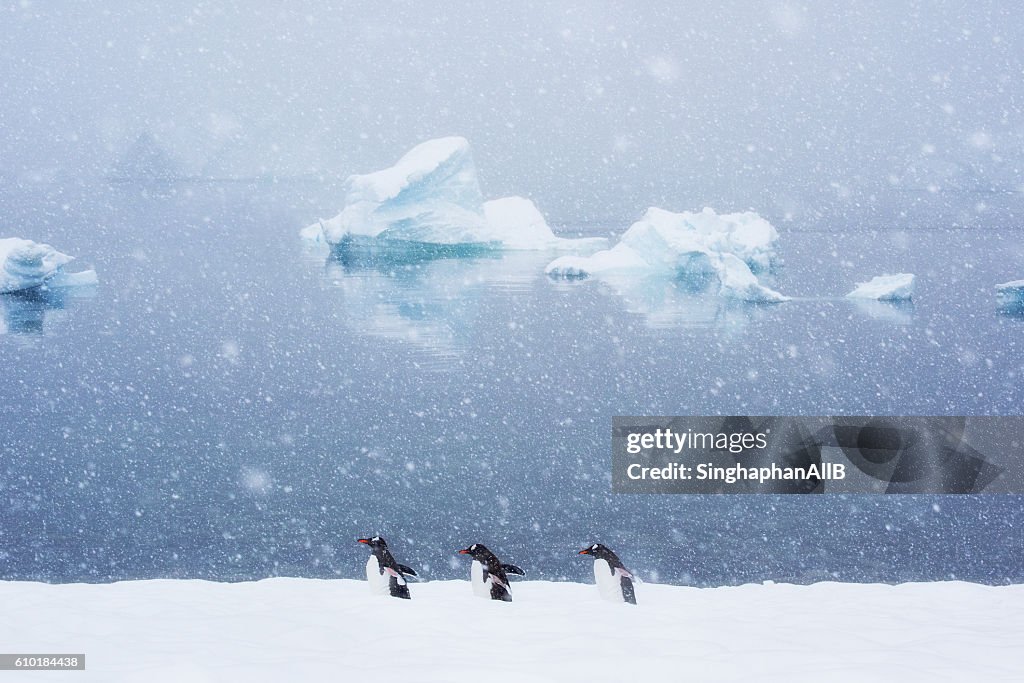 Penguins and friends