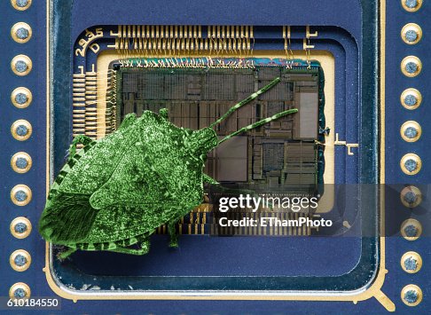 Computer Software Bug - Bright green insect sitting on computer microprocessor Computer Software Bug - Bright green insect sitting on computer microprocessor