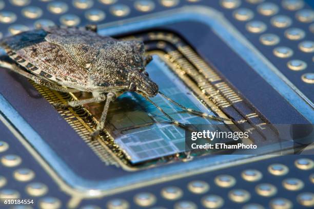 Small Insecvt In Computer Bug (Software) Photos and Premium High Res Pictures - Getty Images