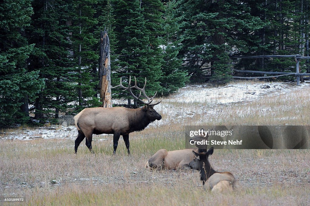 Elk...