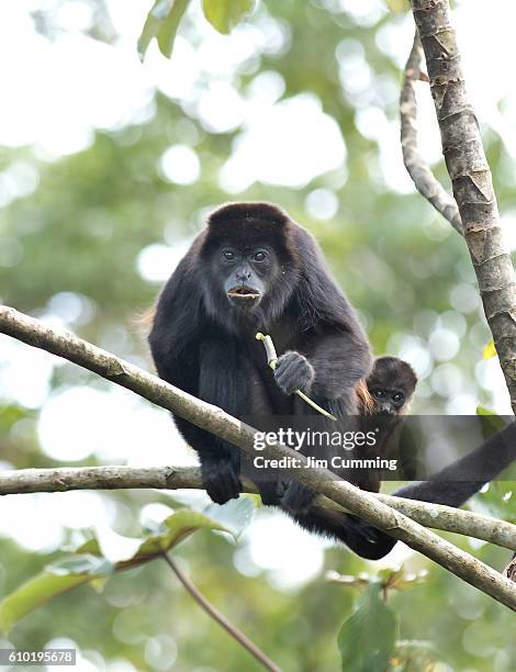 howler monkey and baby - costa rica - howler stock pictures, royalty-free photos & images