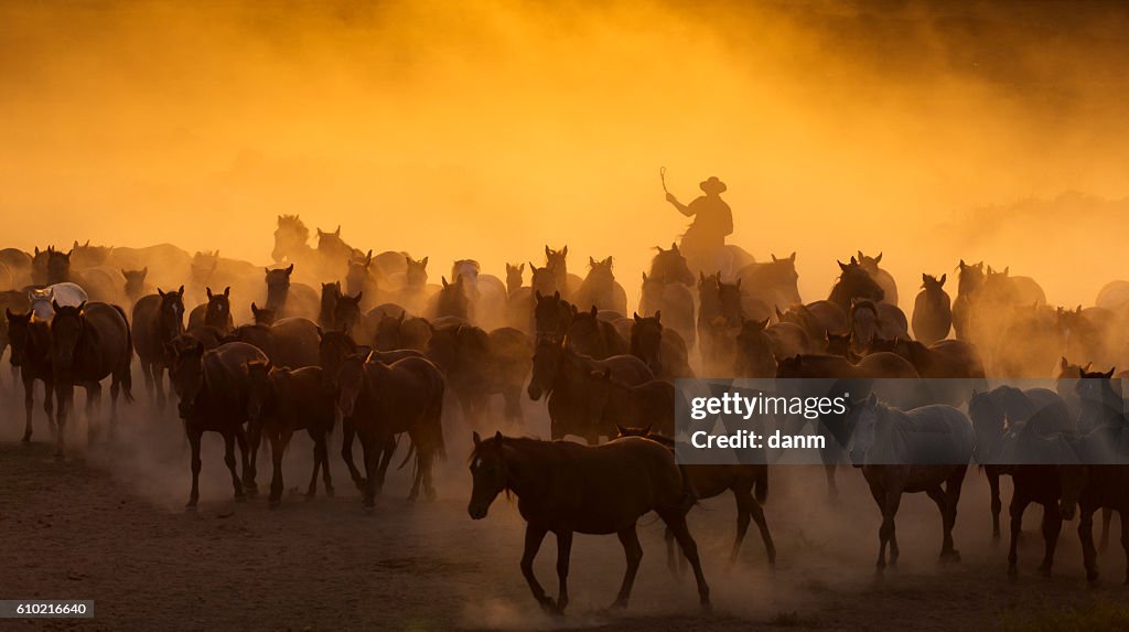 Western cowboys riding horses, roping wild horses