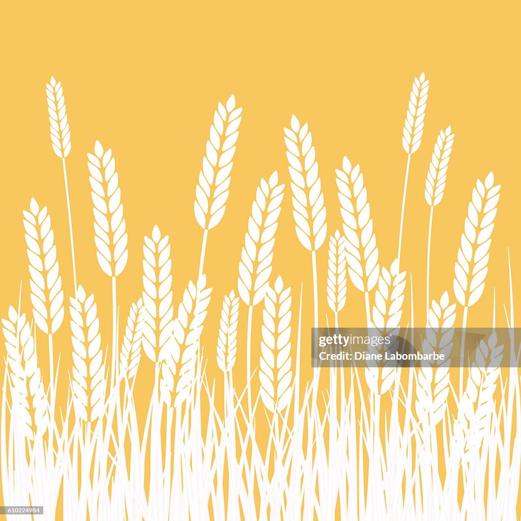 Weizenfeld und Sonne Landwirtschaft Hintergrund